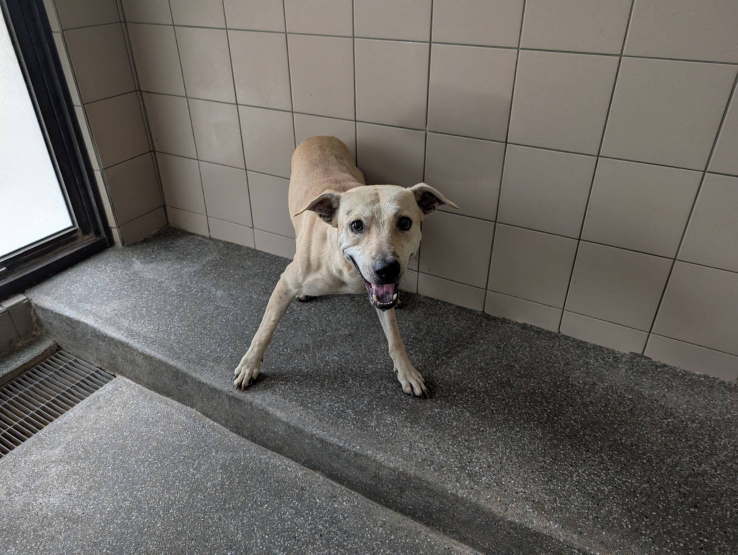 混種犬