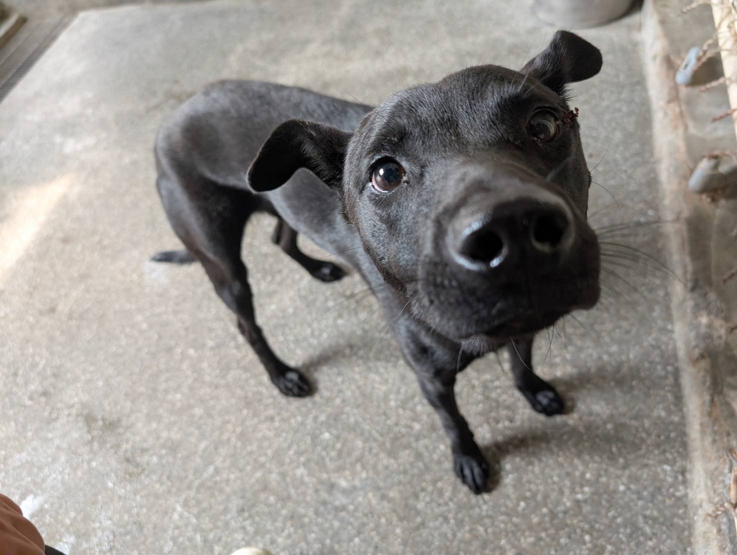 混種犬