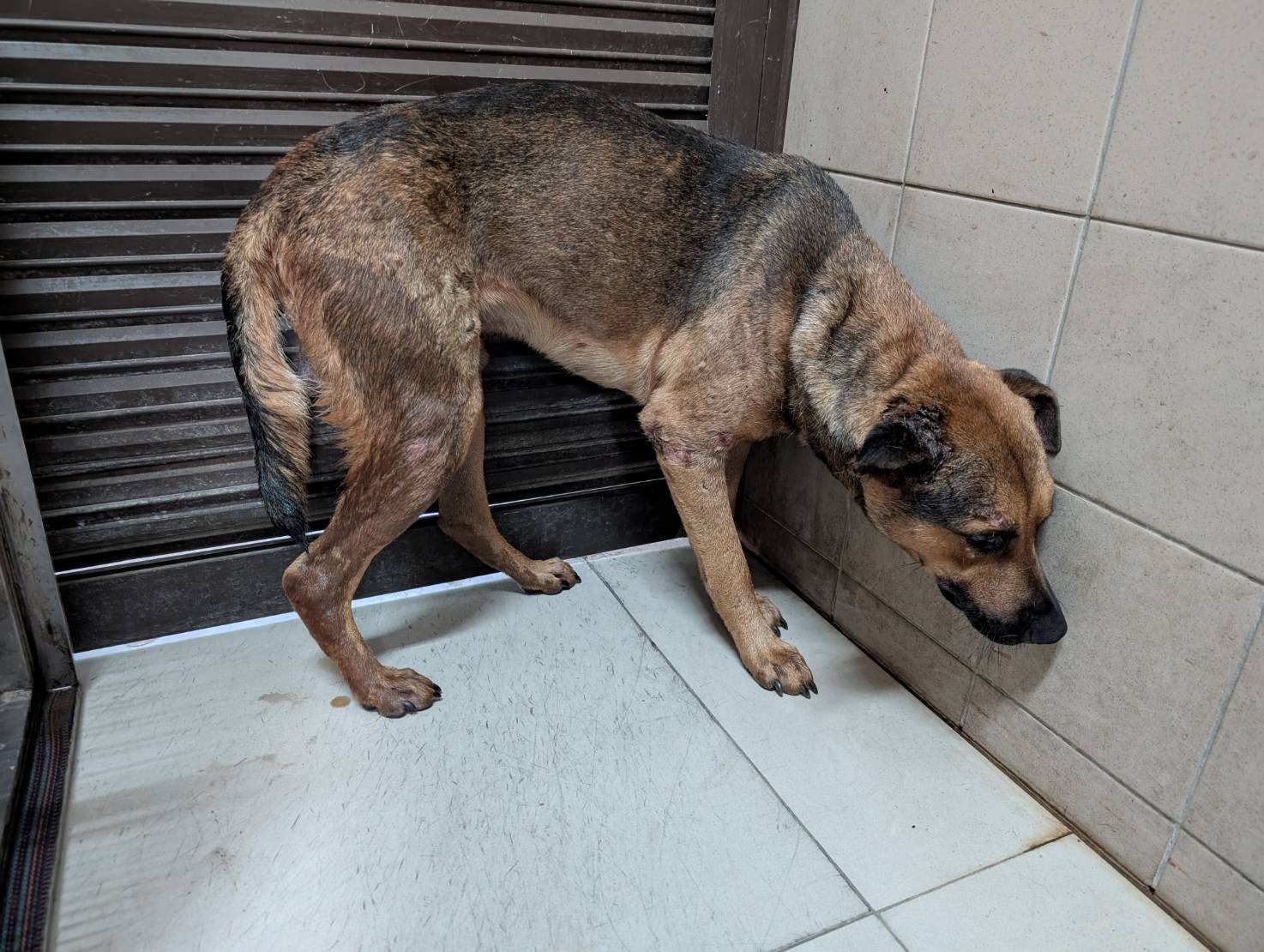 混種犬