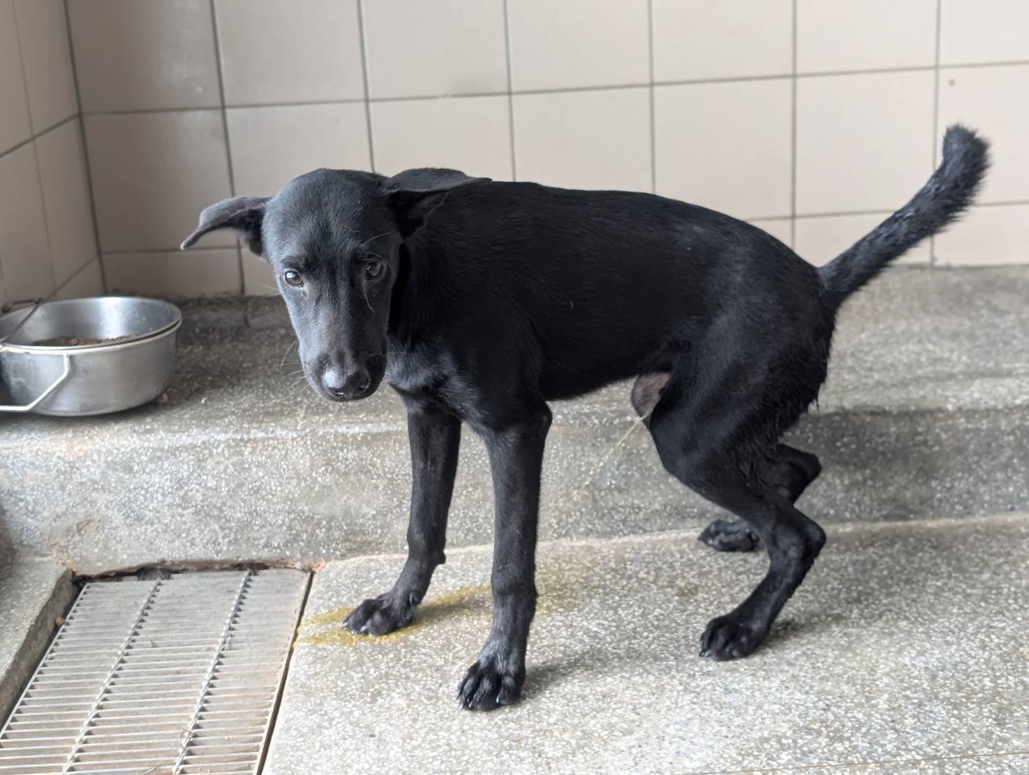 混種犬