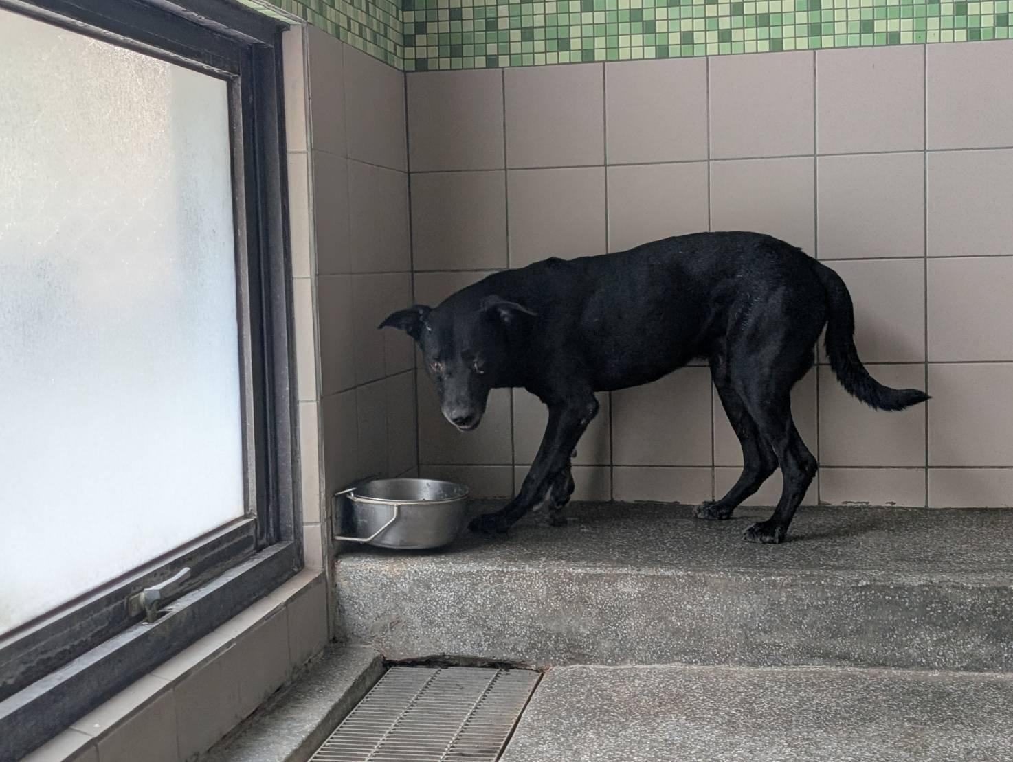 混種犬