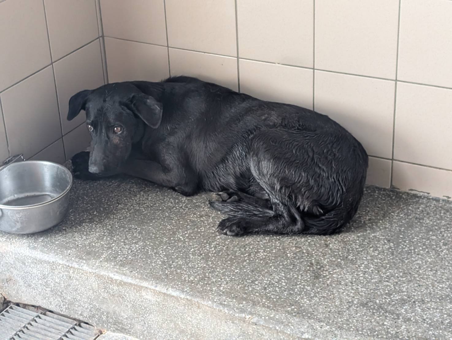 混種犬