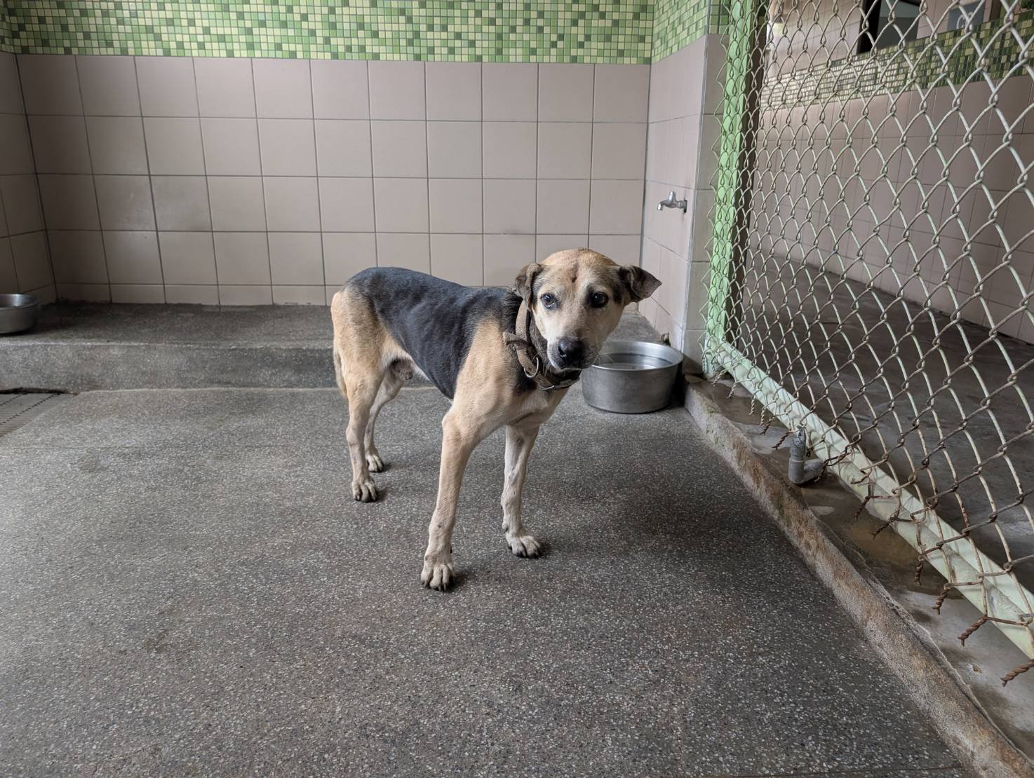 混種犬