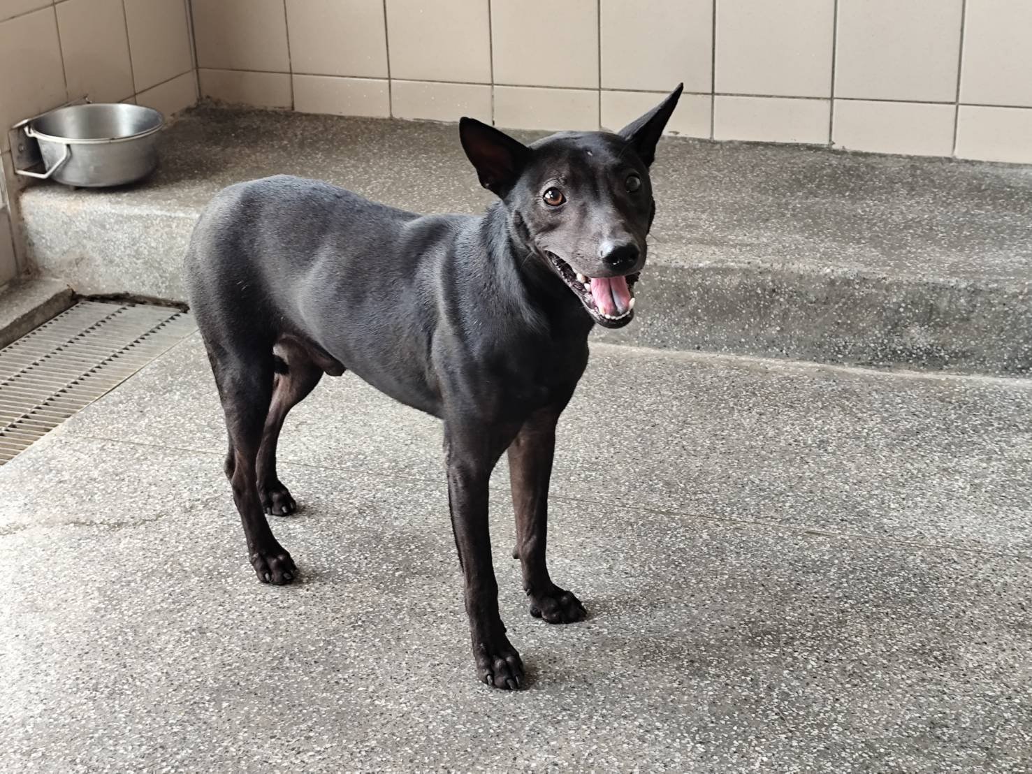 混種犬