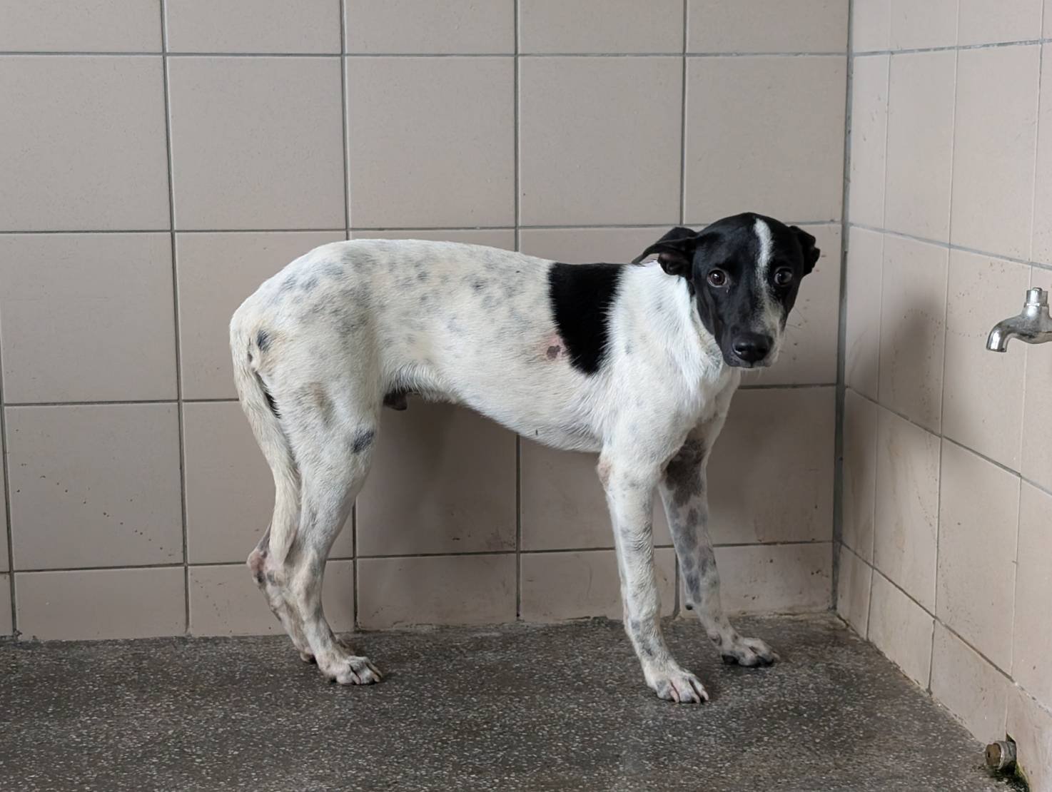 混種犬