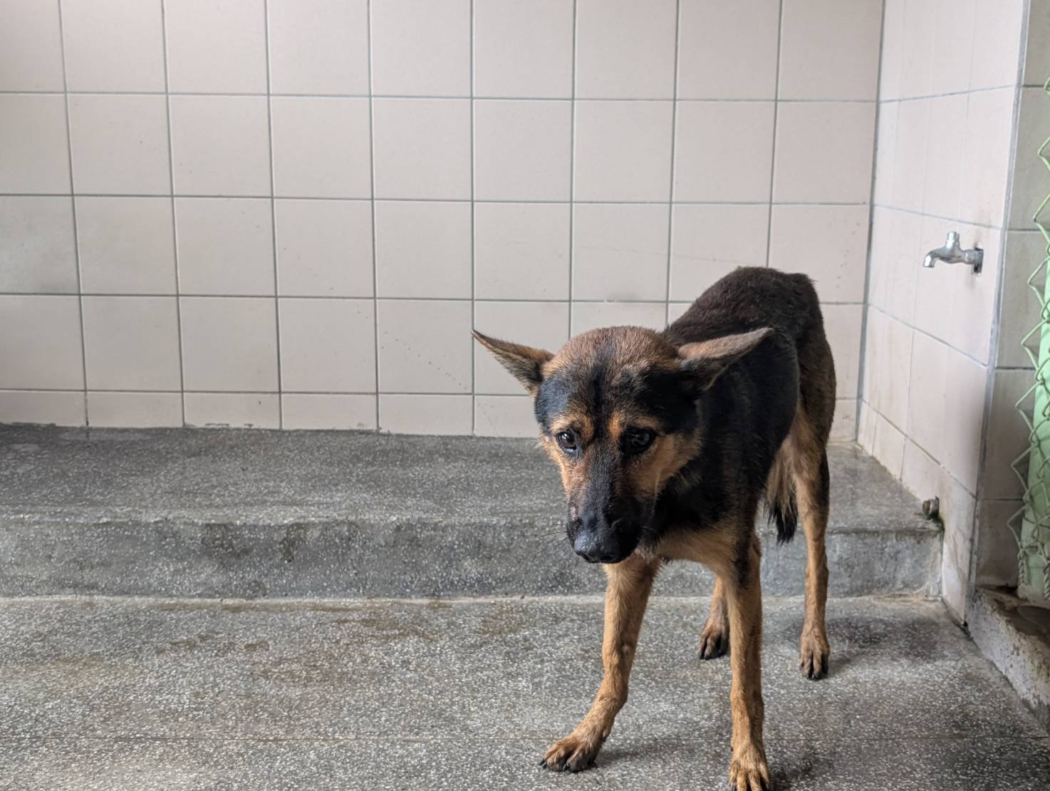 混種犬
