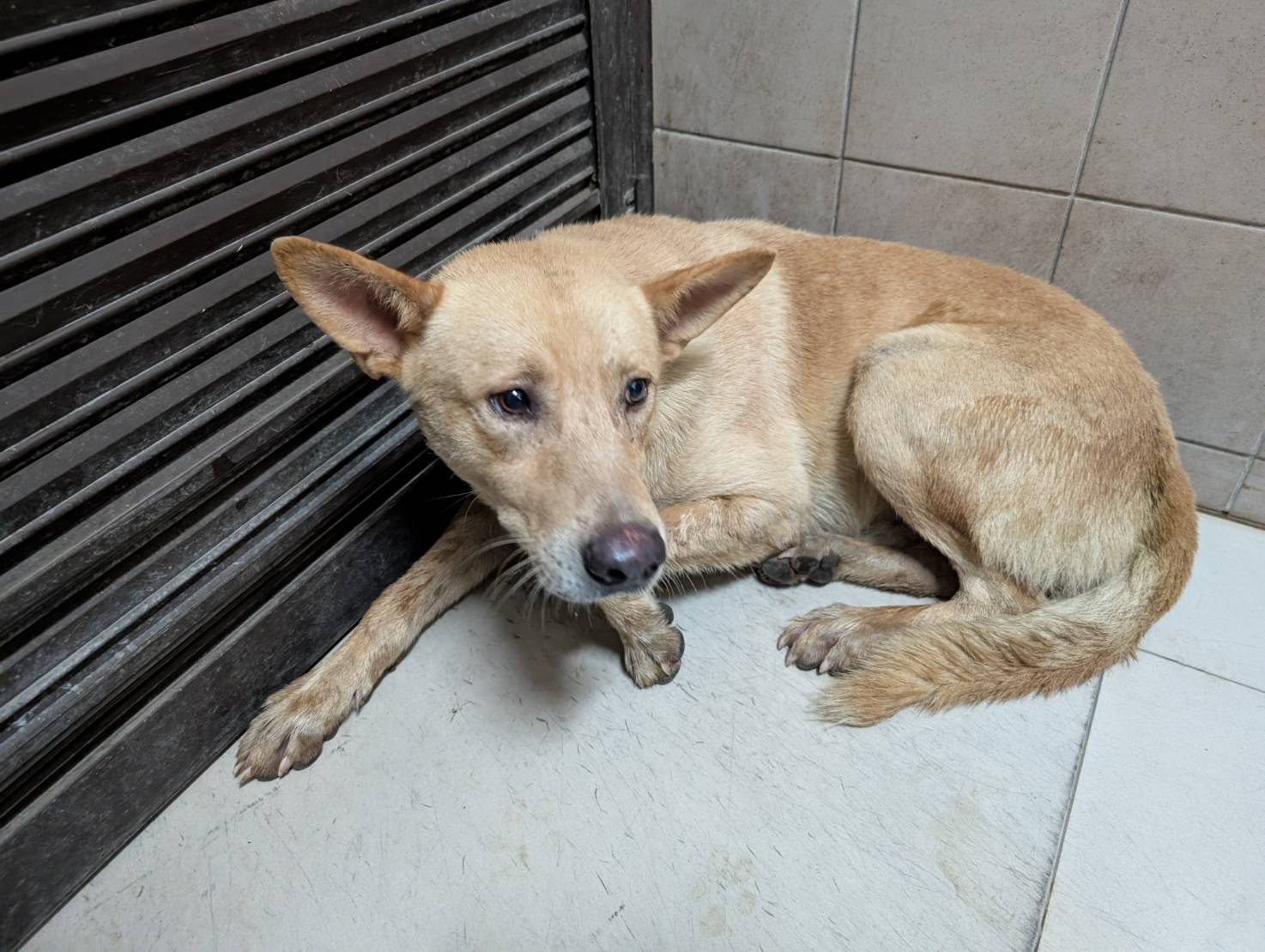 混種犬