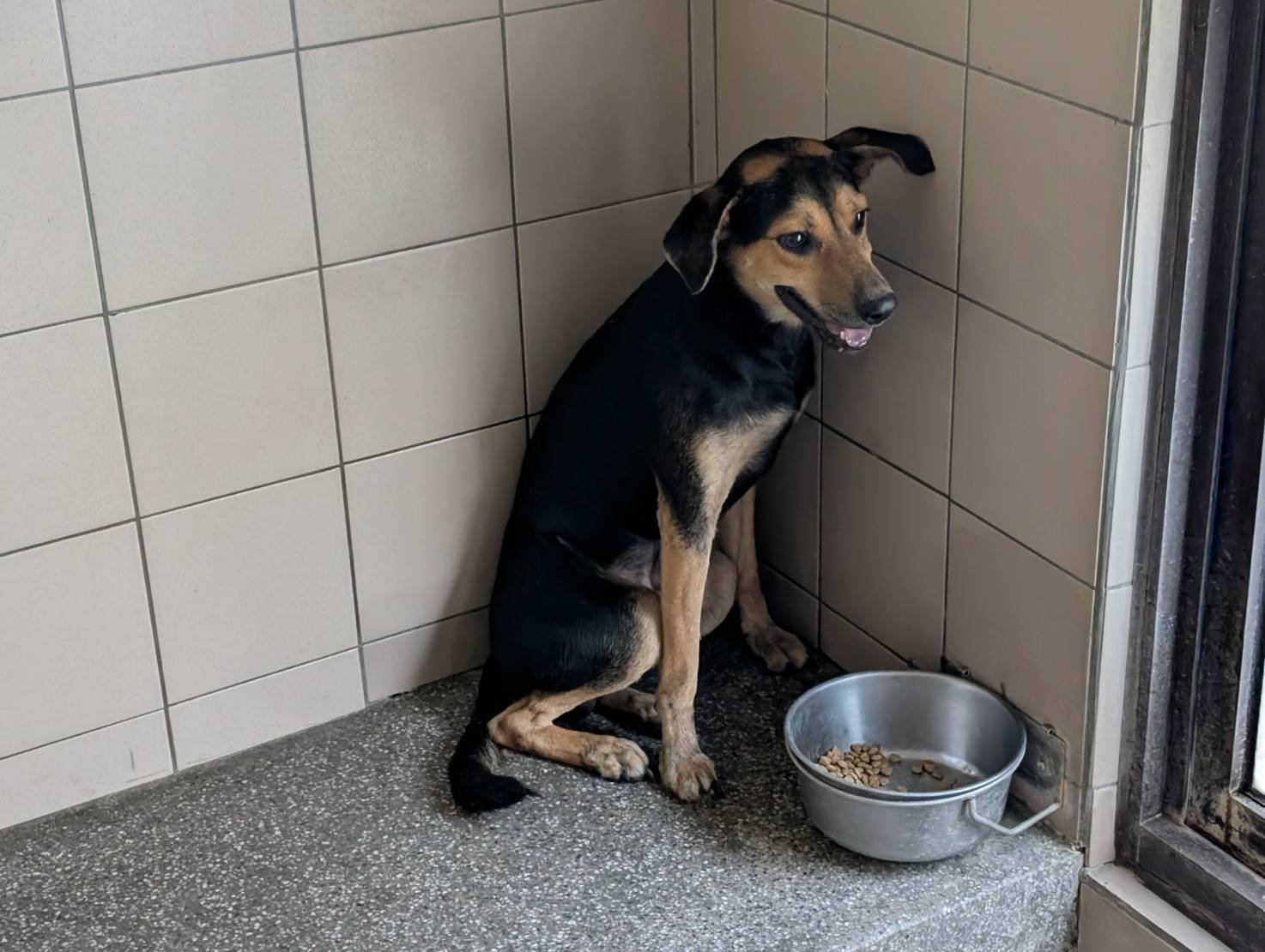 混種犬