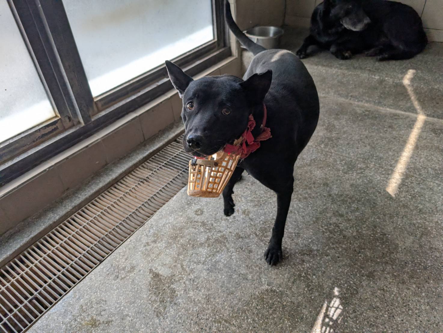 混種犬