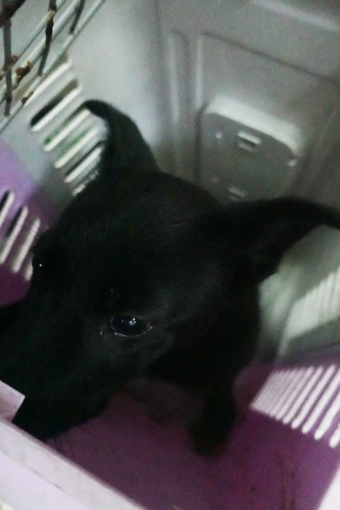 混種犬