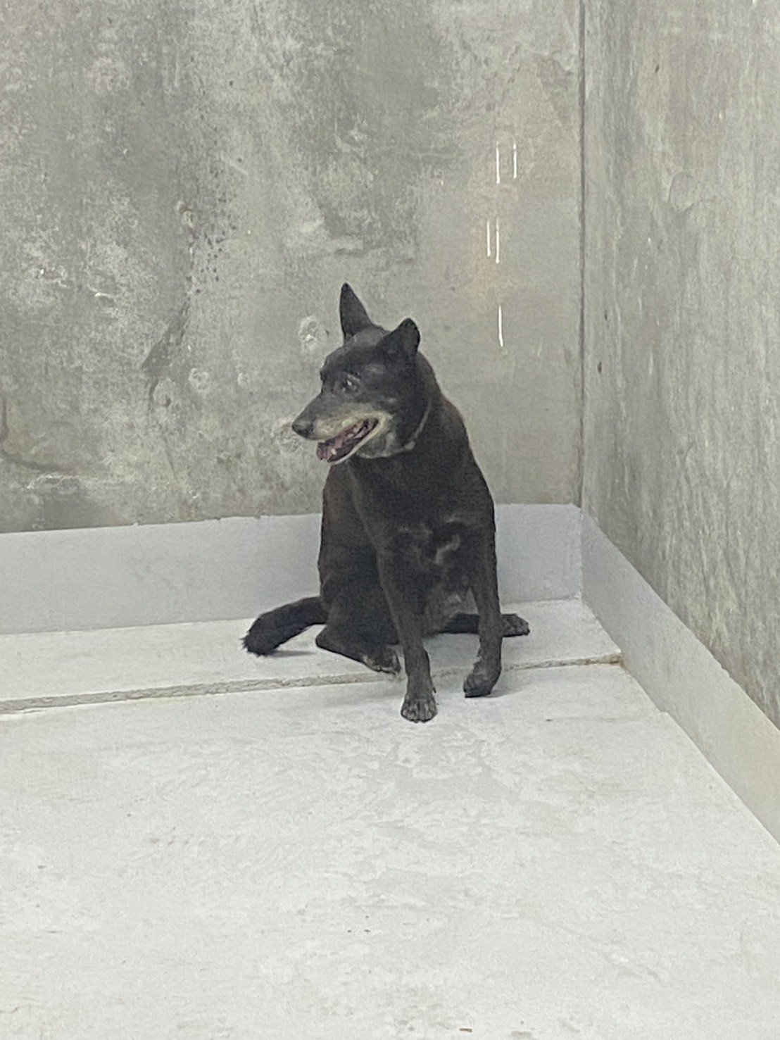 混種犬
