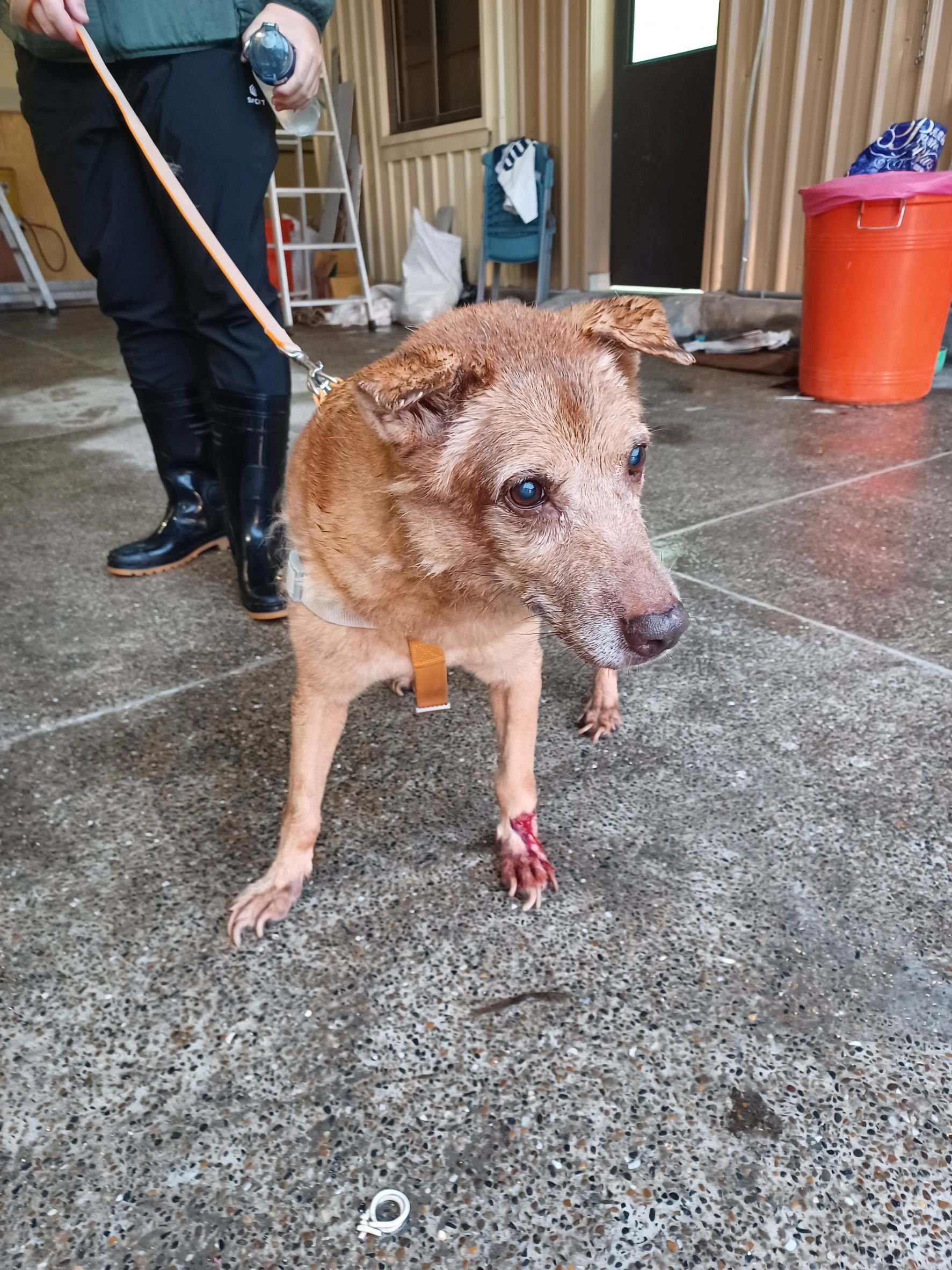 混種犬