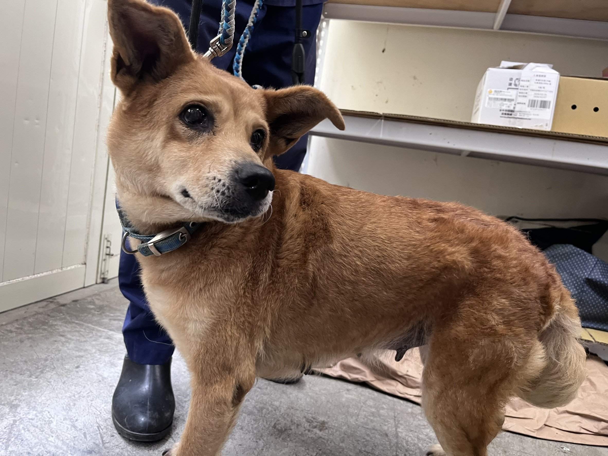 混種犬