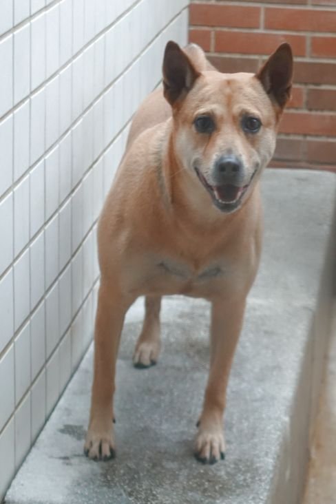 混種犬