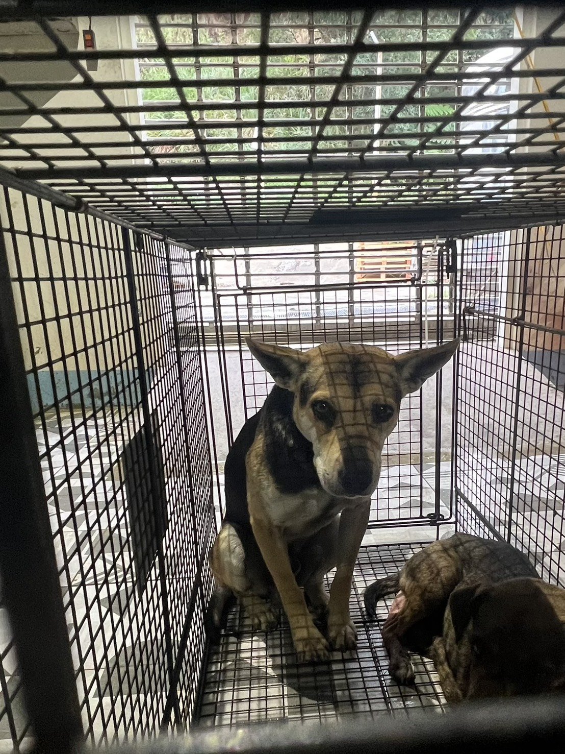 混種犬