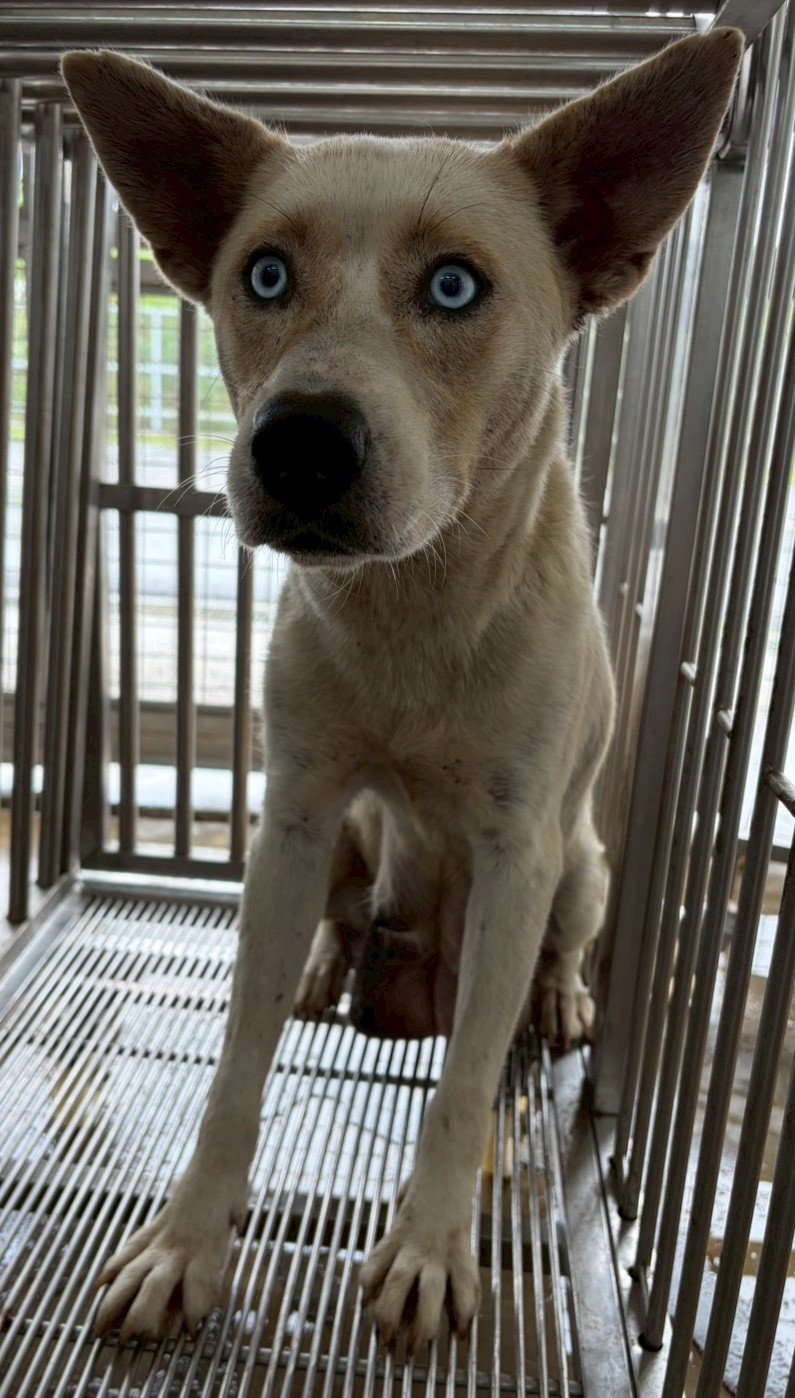 混種犬
