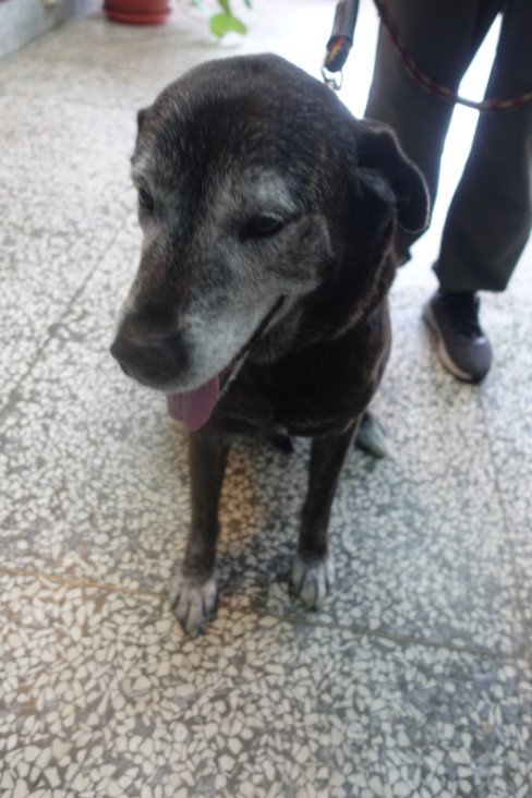 混種犬