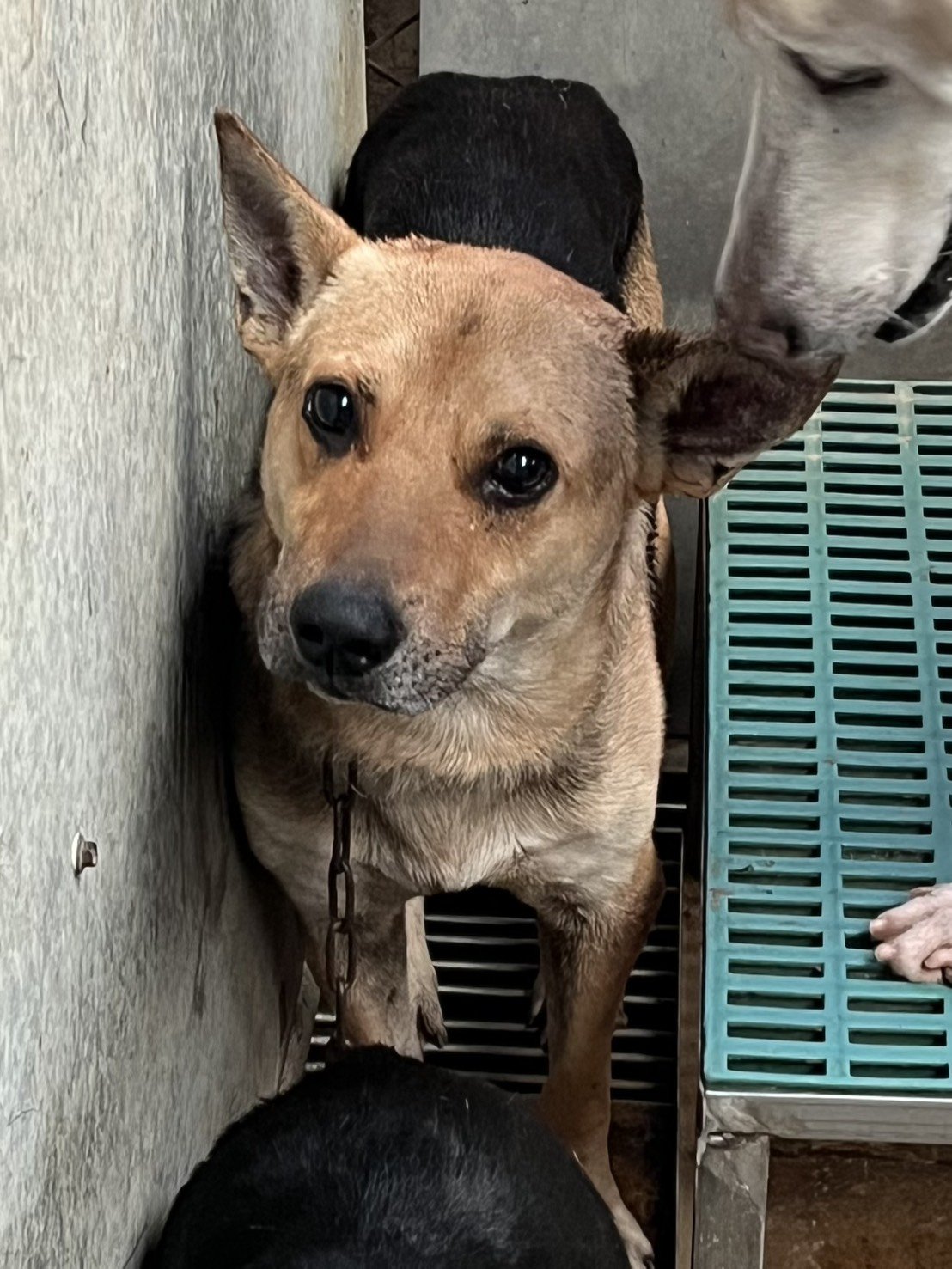 混種犬