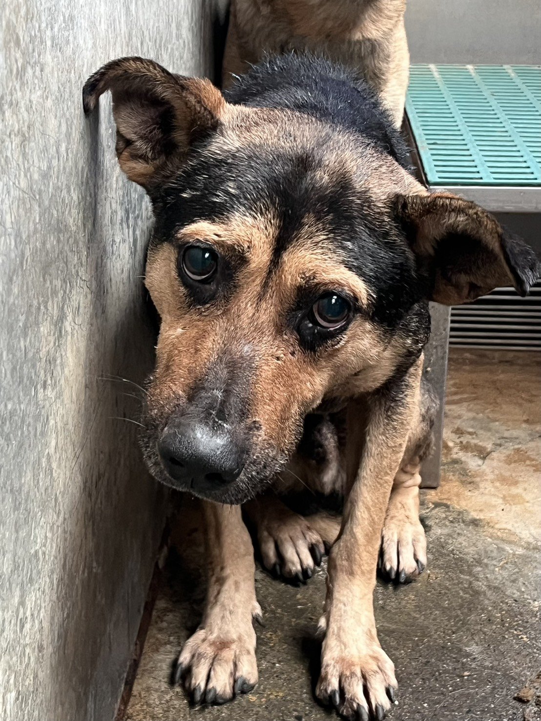 混種犬