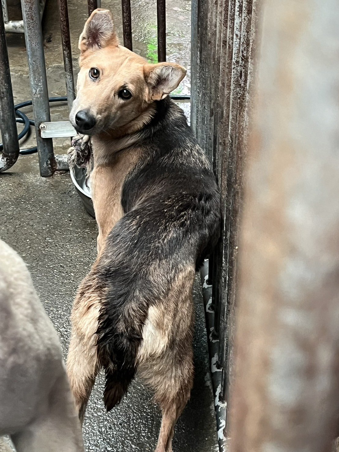 混種犬