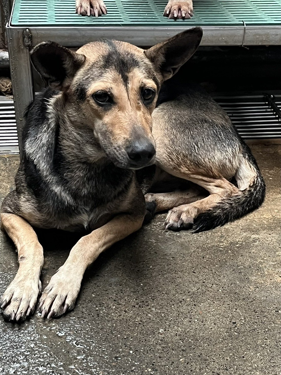 混種犬