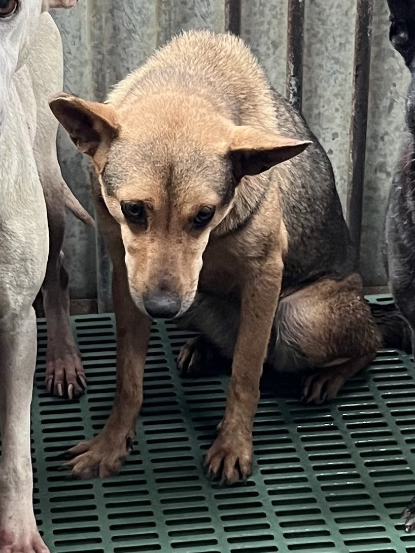 混種犬
