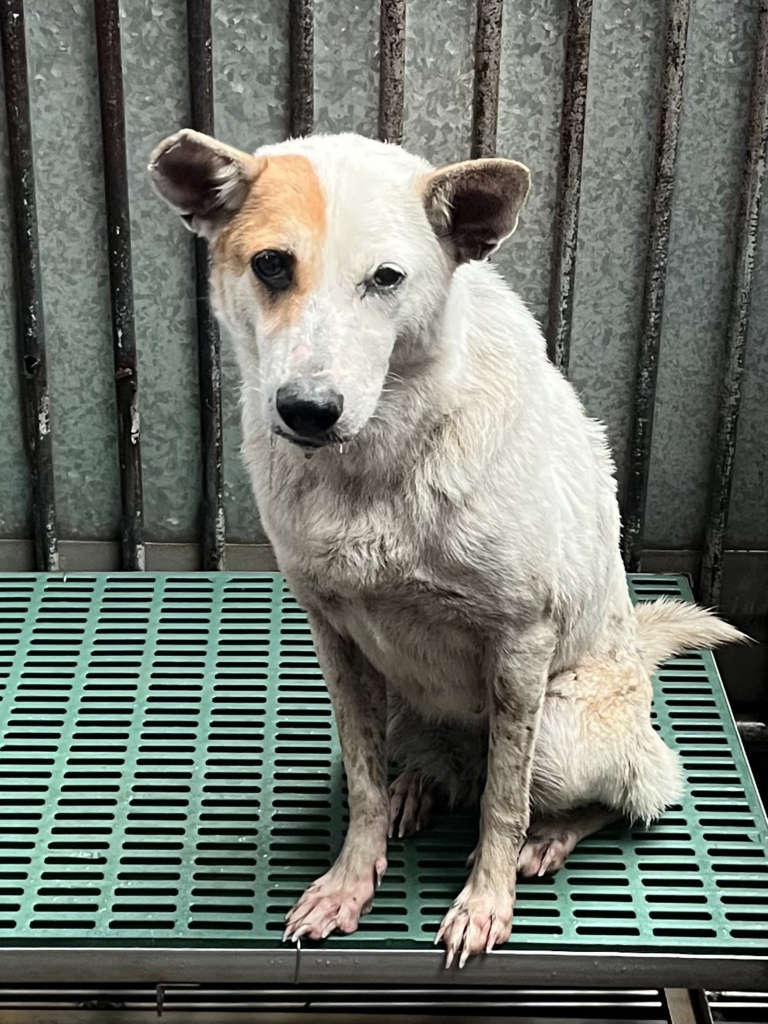 混種犬
