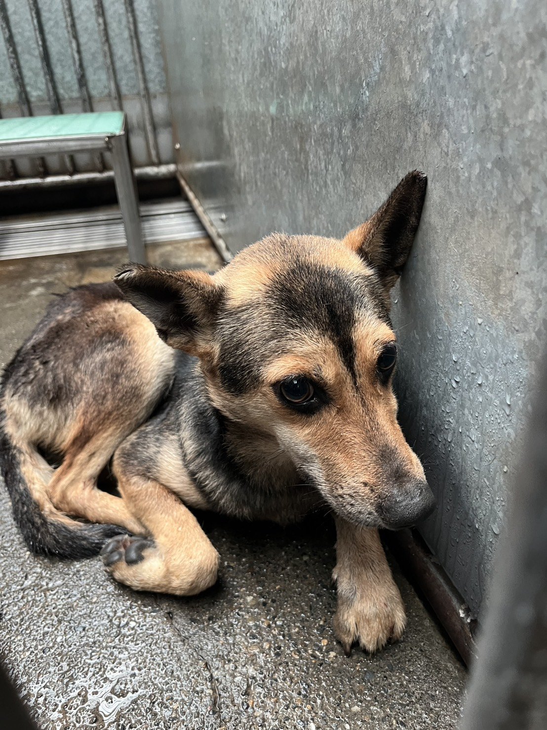 混種犬