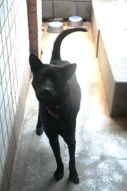 混種犬