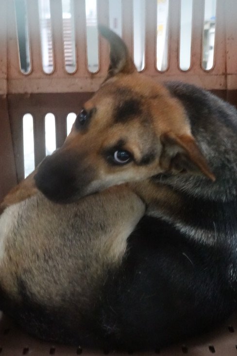 混種犬