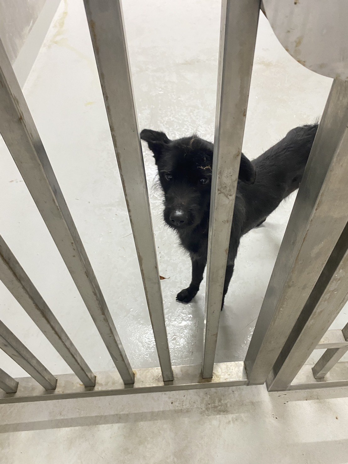 混種犬