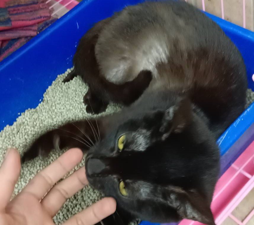混種貓