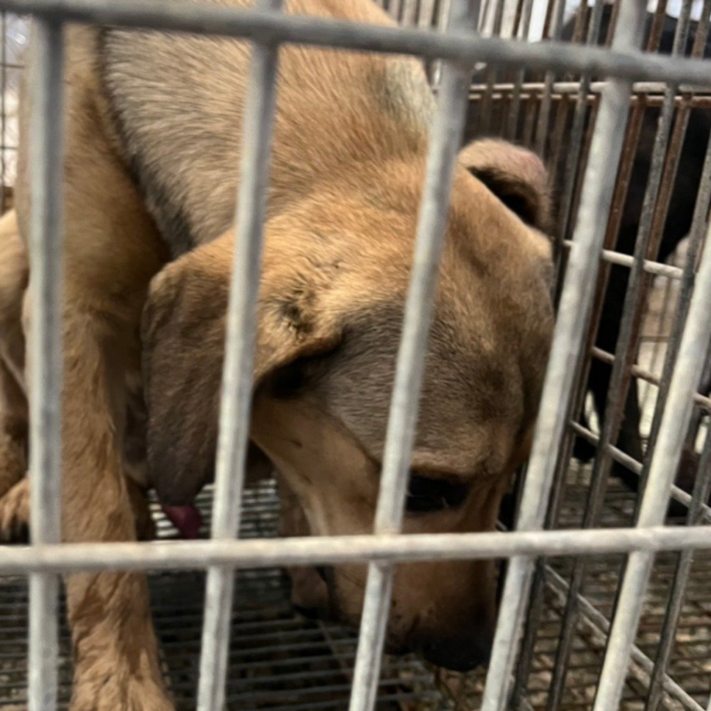 混種犬