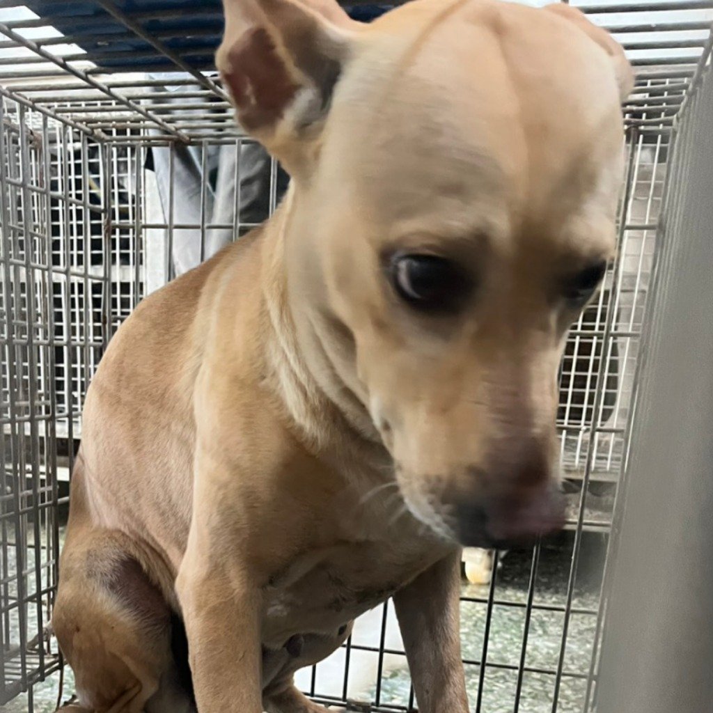 混種犬