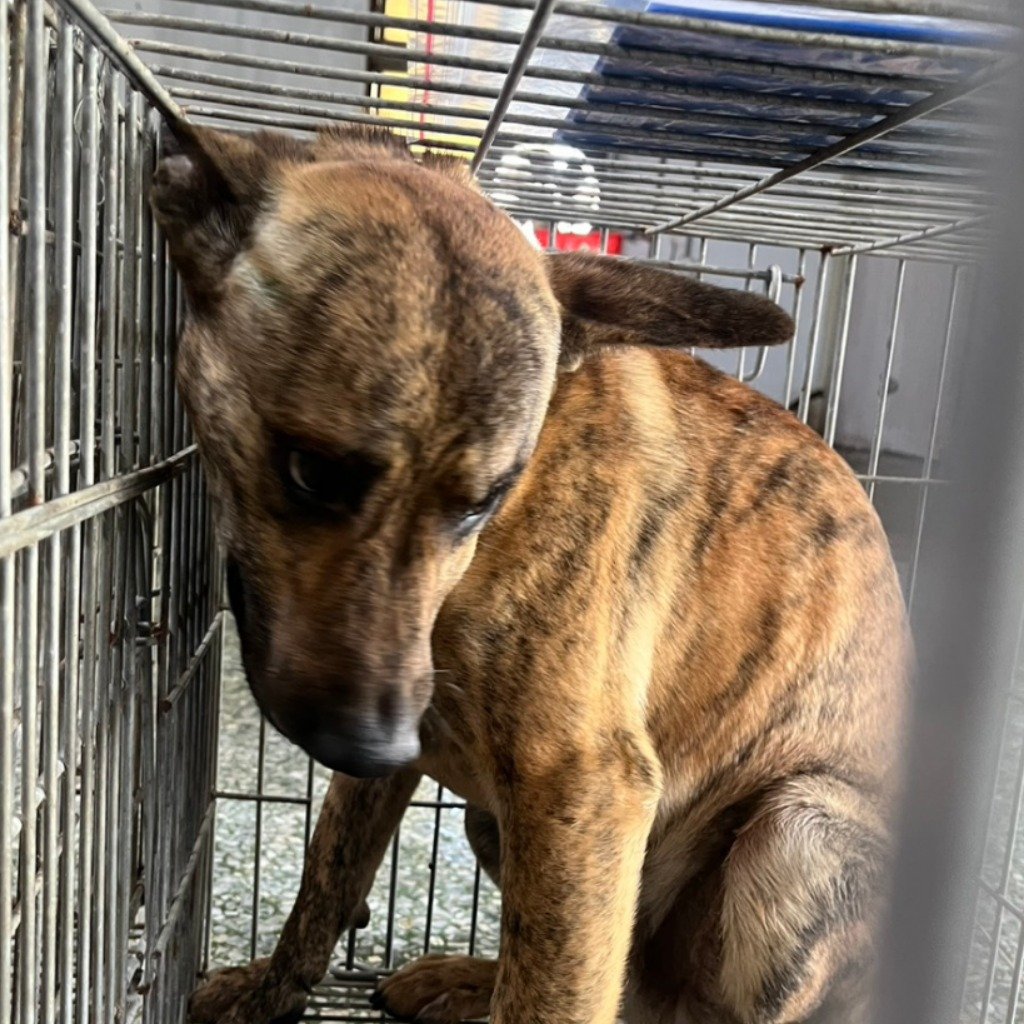 混種犬