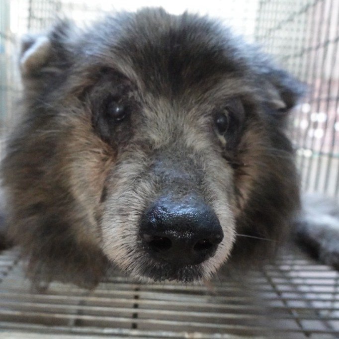 混種犬