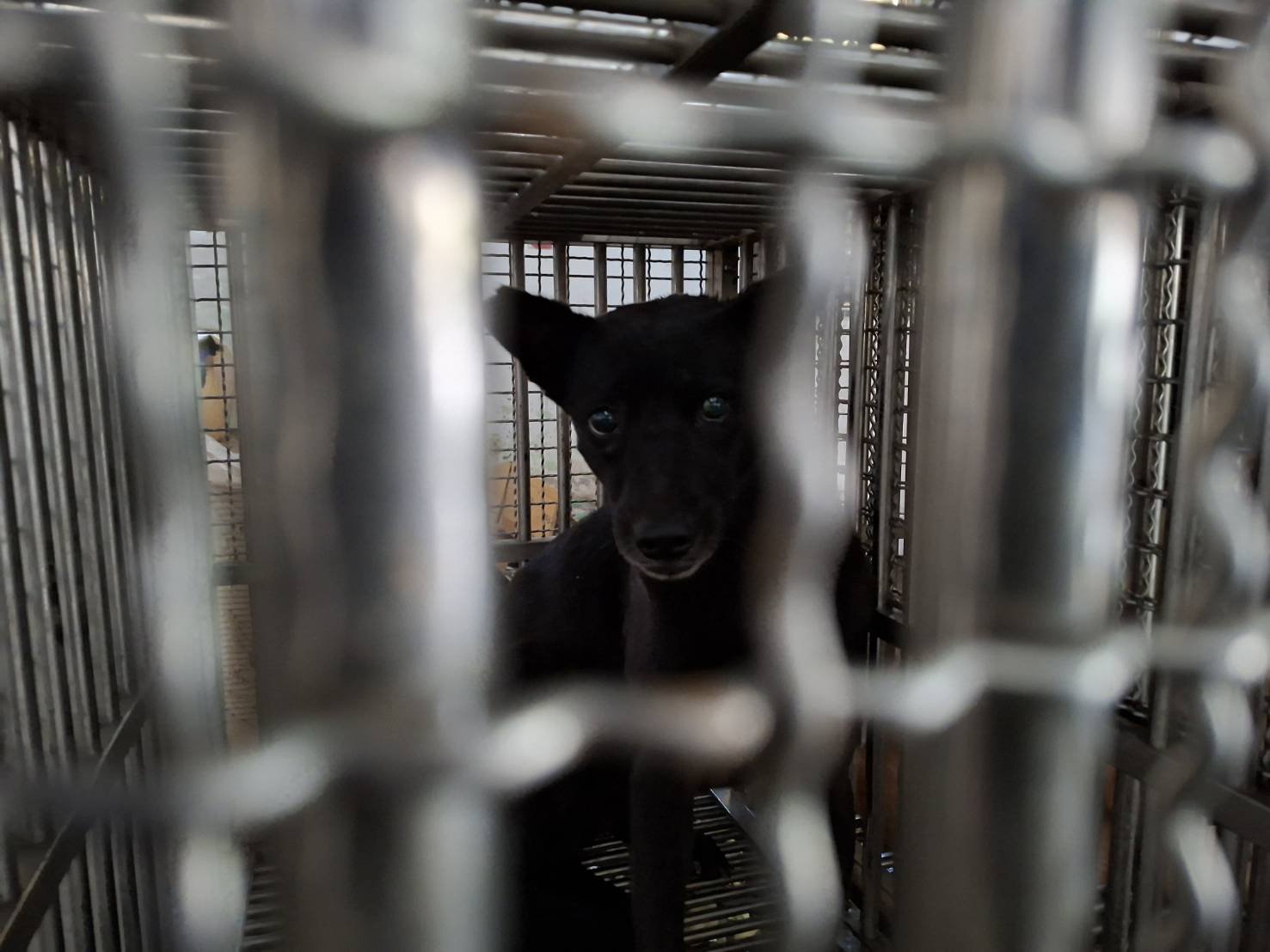 混種犬