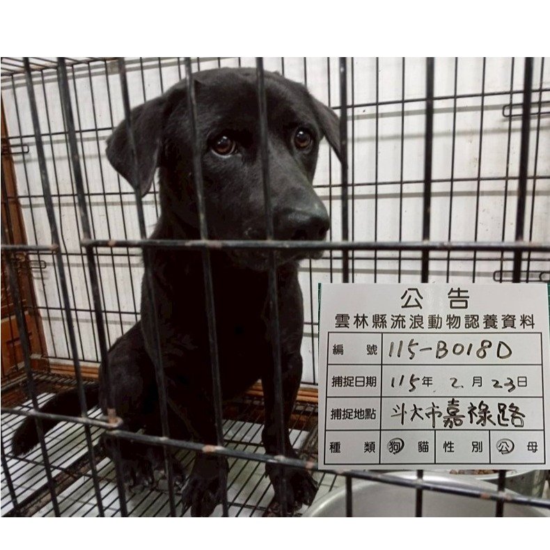 混種犬