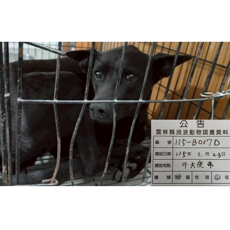 混種犬