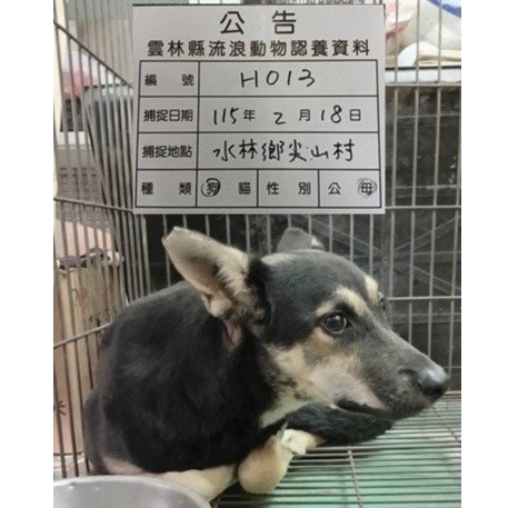 混種犬