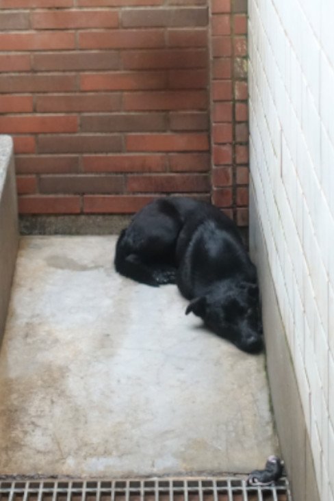 混種犬