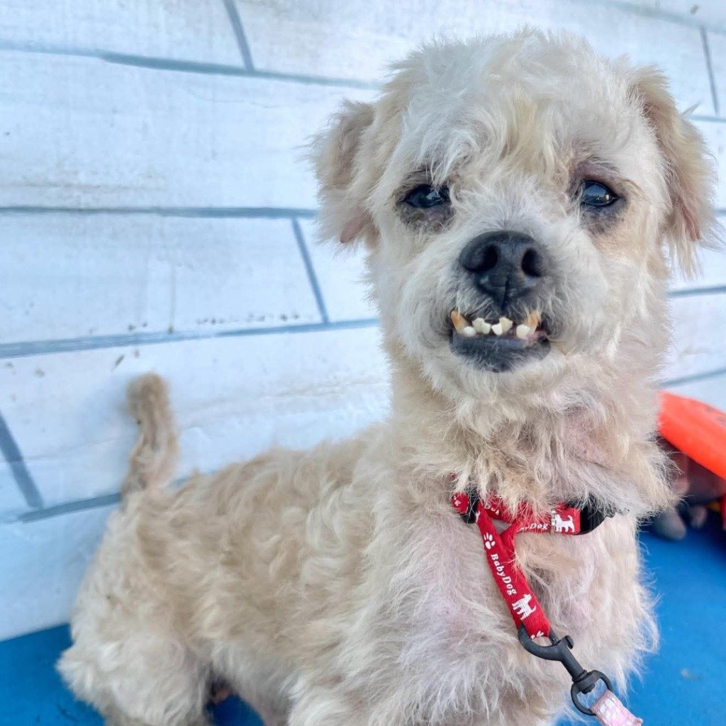 瑪爾濟斯犬