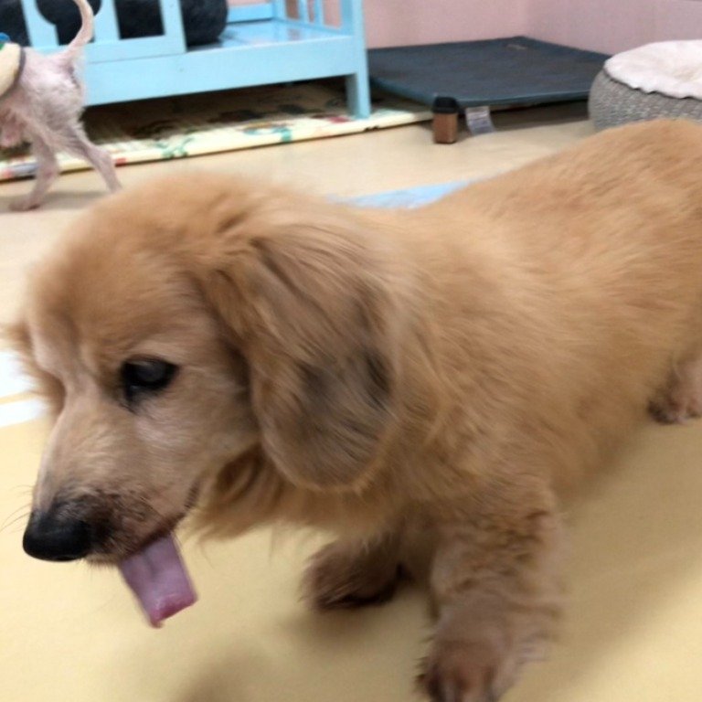 長毛臘腸