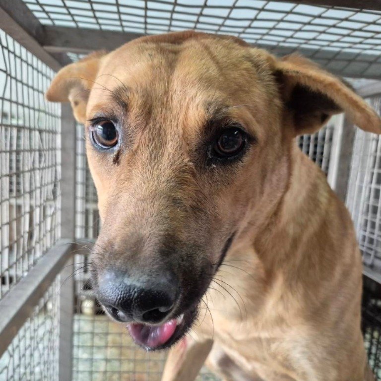 混種犬