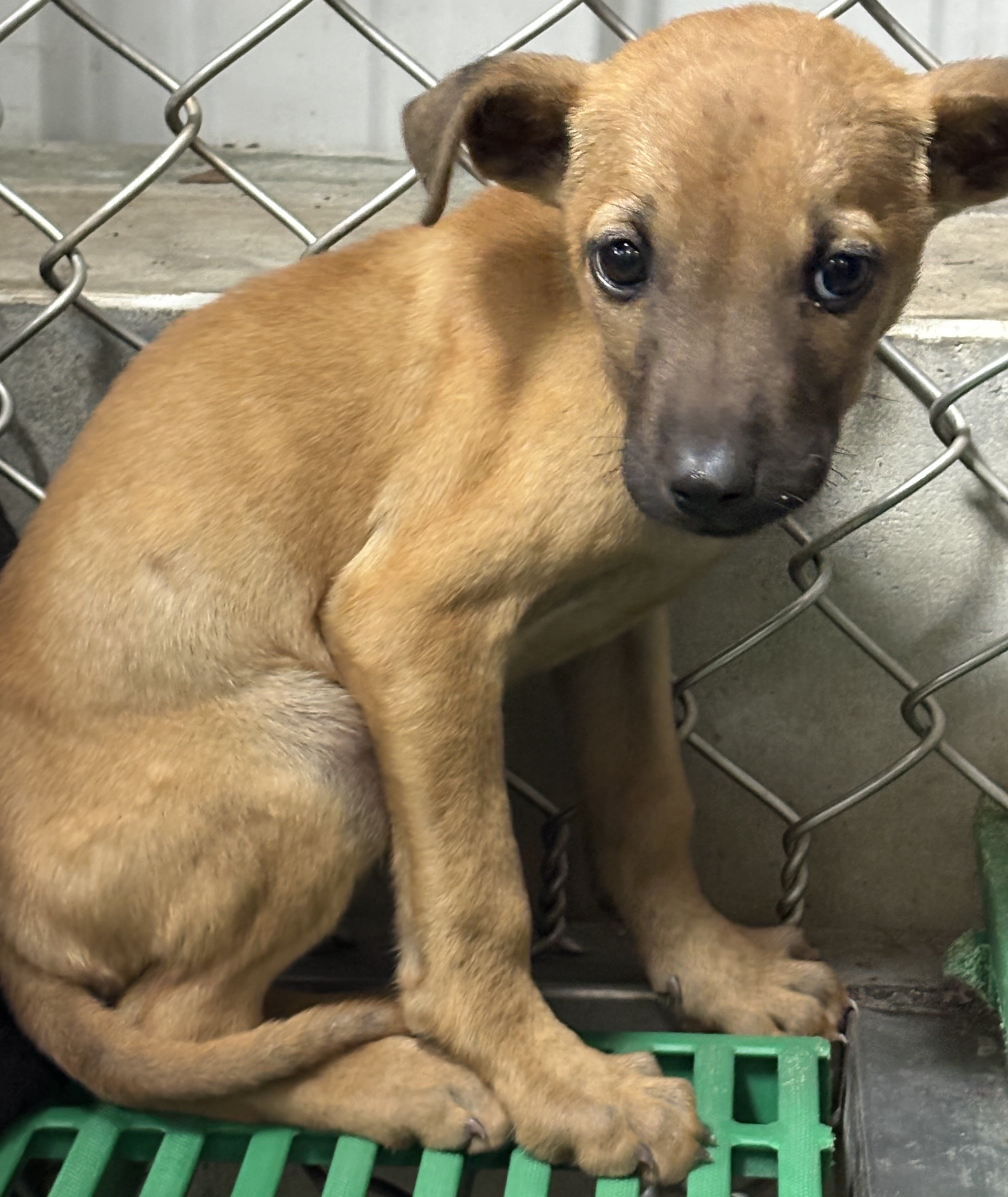 混種犬