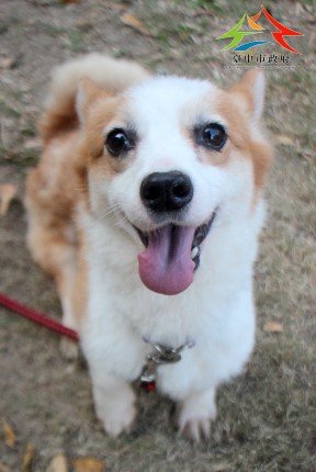 威爾斯柯基犬