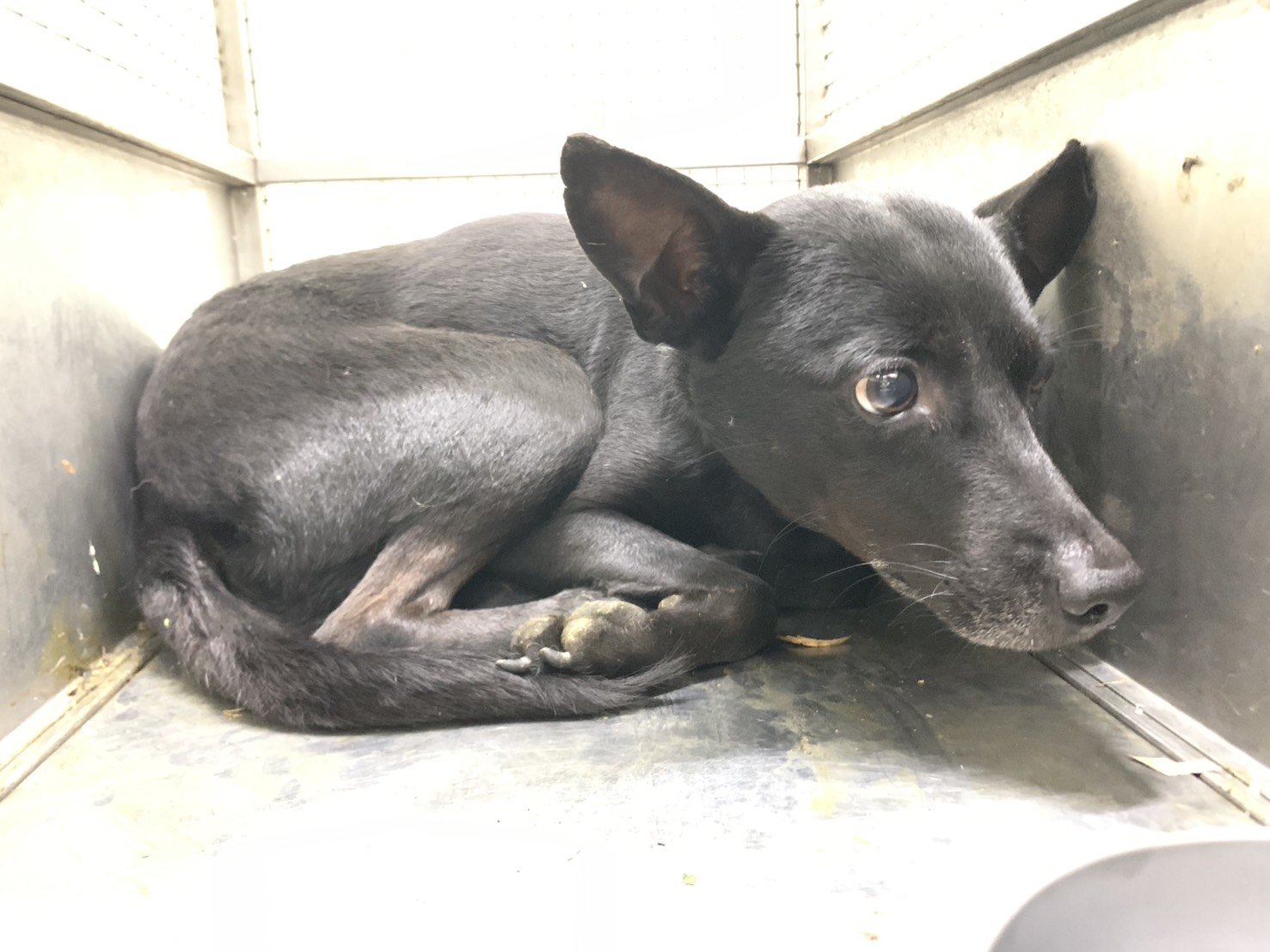 混種犬