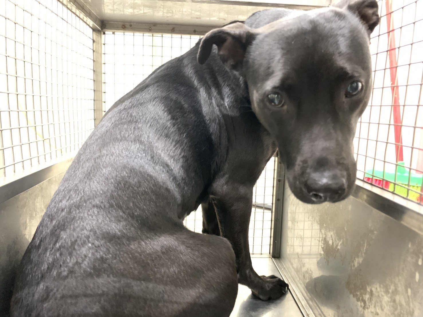 混種犬