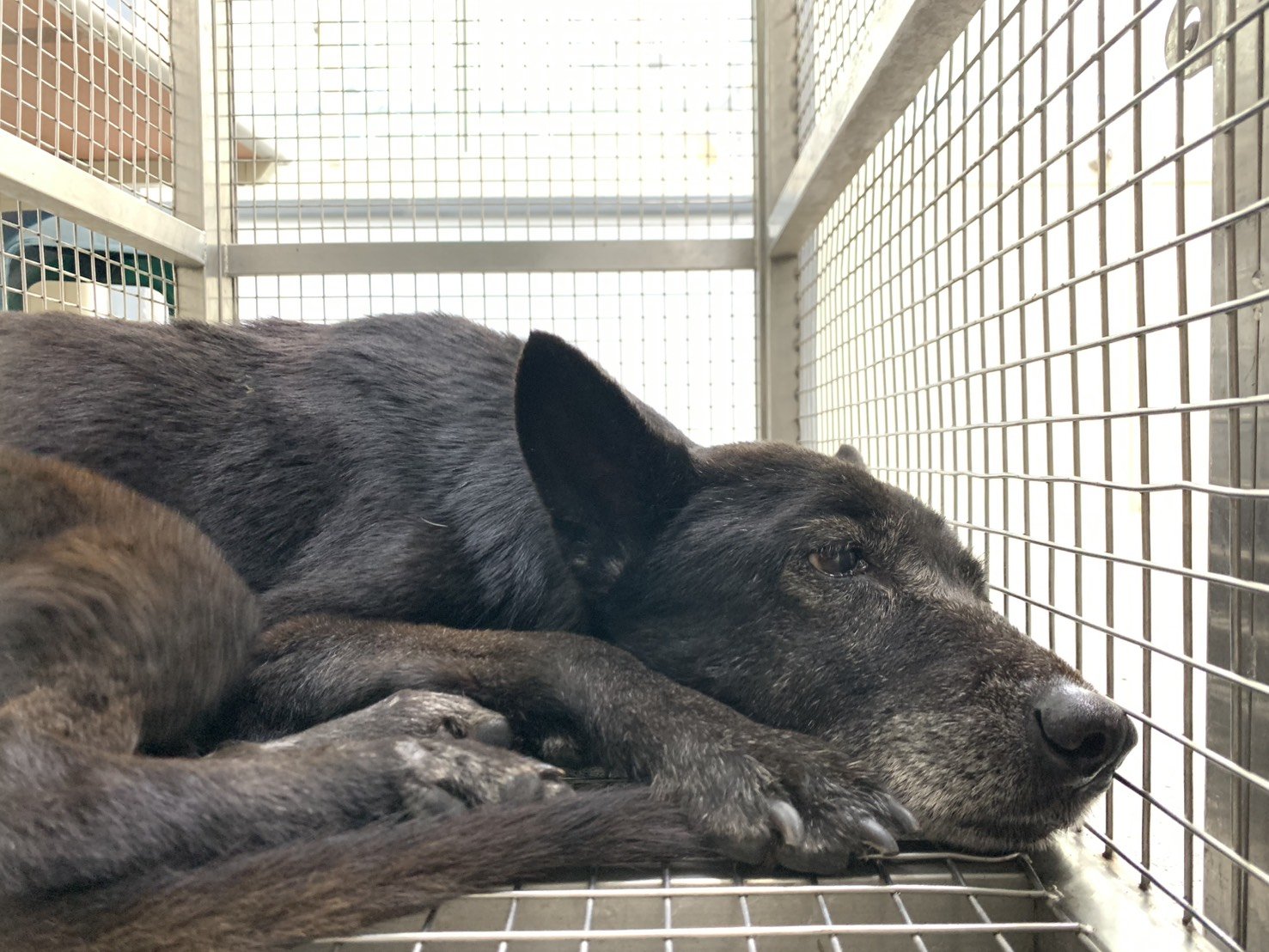 混種犬