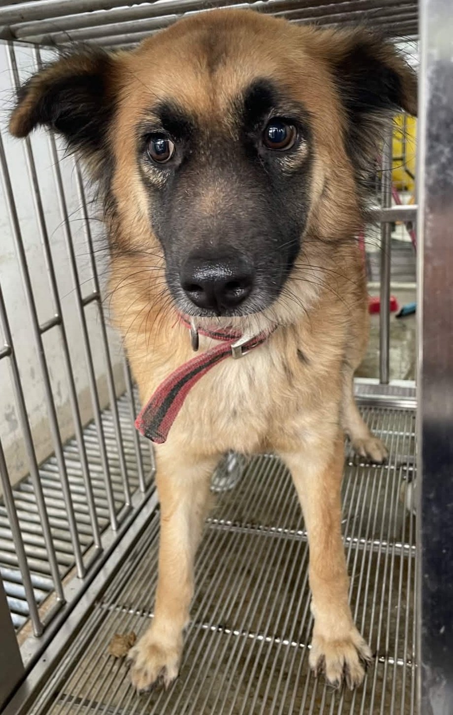混種犬